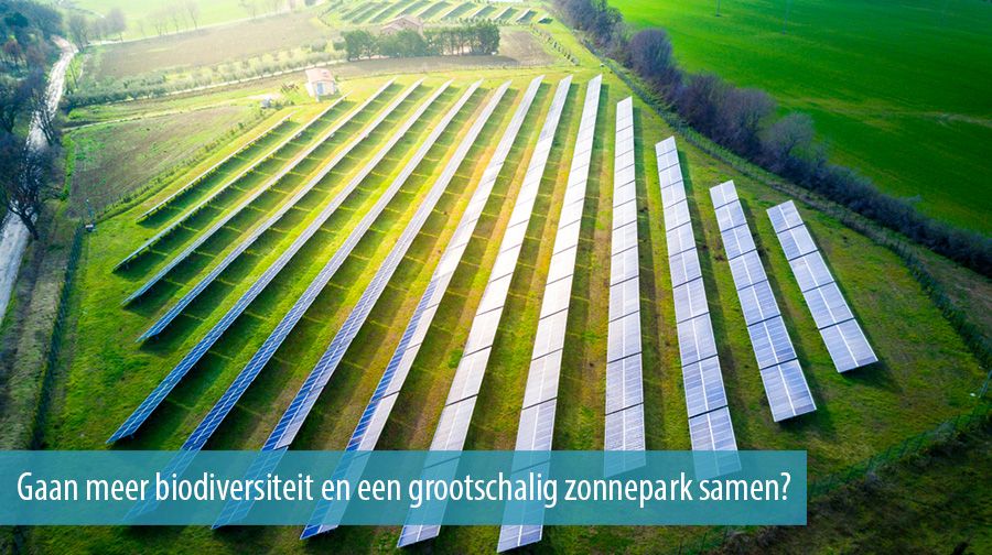 Gaan meer biodiversiteit en een grootschalig zonnepark samen?
