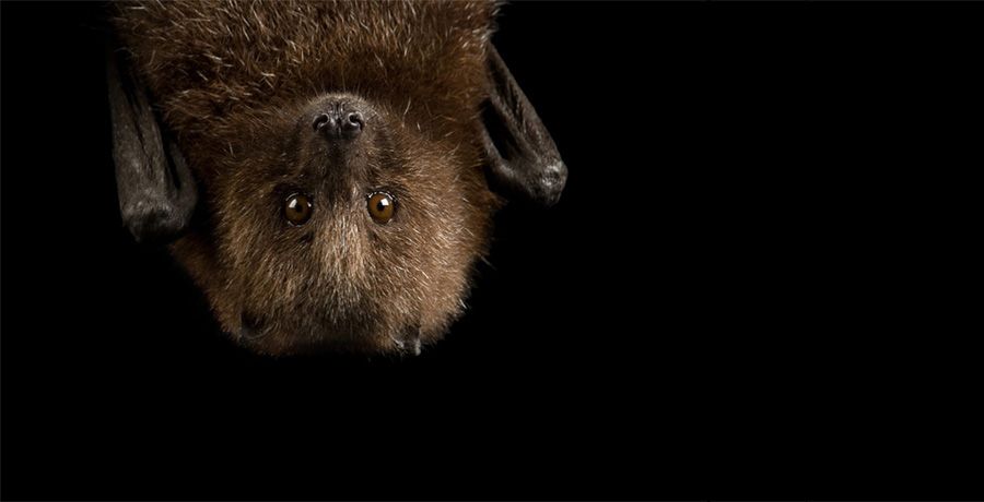 Hebben vogels en vleermuizen last van muziekfestivals