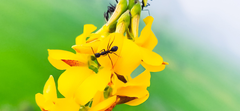 Adviesbureau helpt gemeente Wageningen met insectenbestrijding