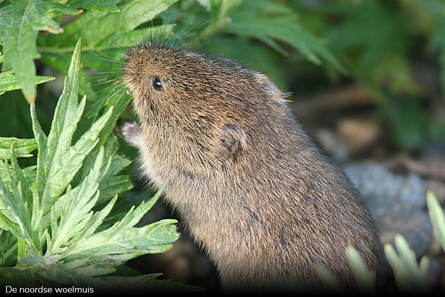 De noordse woelmuis De noordse woelmuis