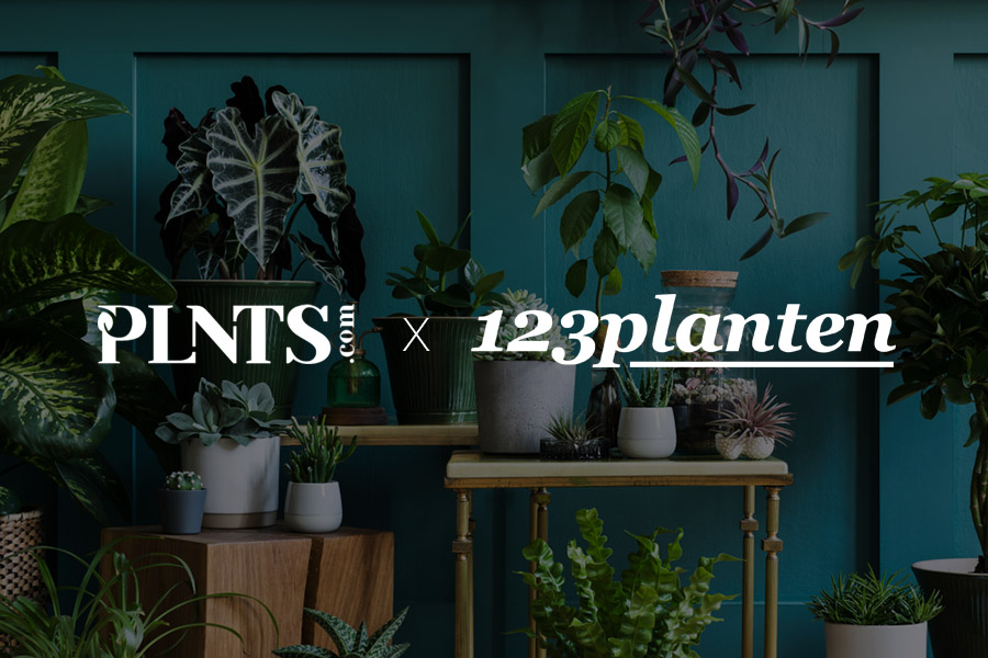 Plantenwebshop PLNTS.com koopt concurrent 123planten.nl