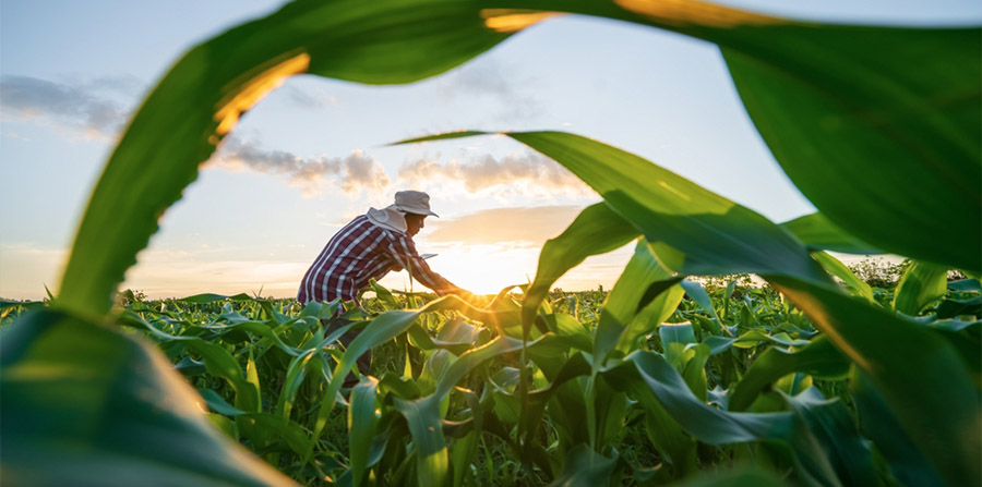 ‘Beyond compliance’: De CSRD als aanjager van een duurzamere voedselketen