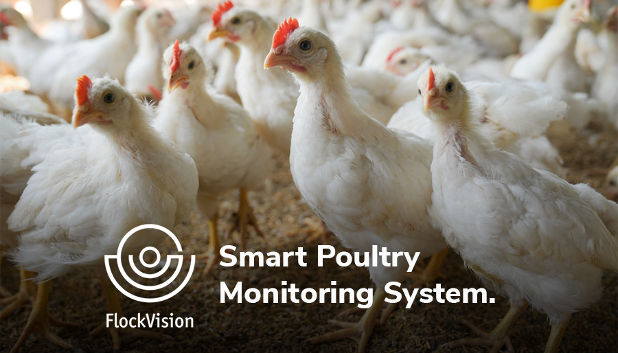 Slim monitoringsysteem volgt kippen 24/7 voor beter dierenwelzijn