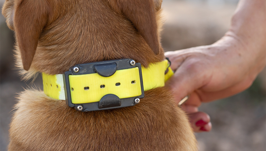 AEF onderzoekt wetgeving rondom stroomstootapparatuur bij honden