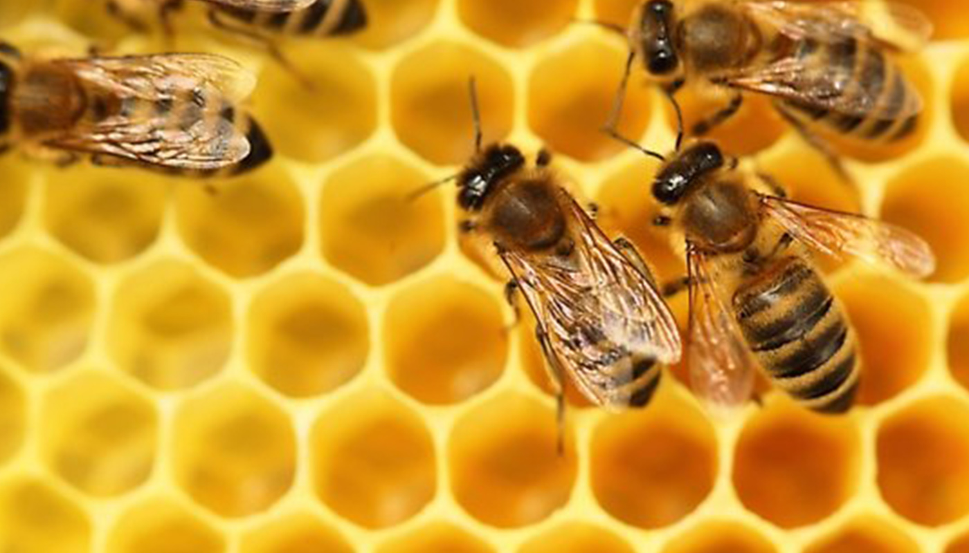 Ecorys voert MKBA uit op definitie stuifmeel in honing