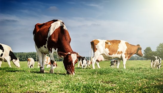 Zuivelmarkt moet leren omgaan met prijsvolatiliteit