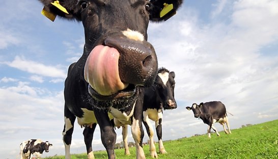 Roland Berger: Sterke prijsschommelingen zuivelsector