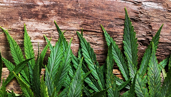 Illegale drugsmarkt van Europa geschat op €24 miljard, cannabis populairst