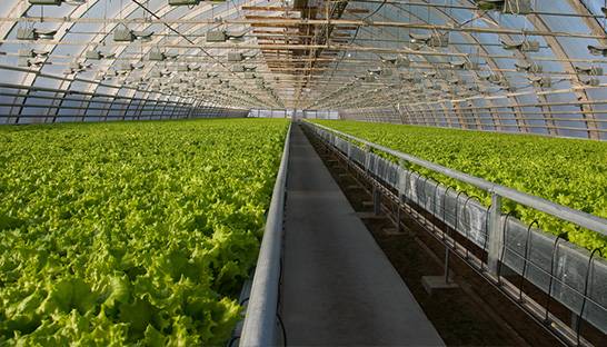 First Consulting implements data platform in greenhouse horticulture