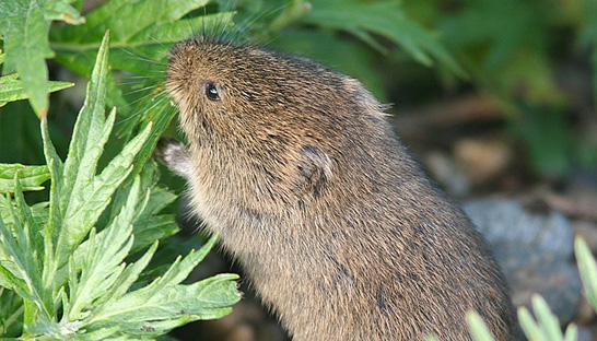 Ecologisch adviesbureau traint Slowaakse natuurbeschermers