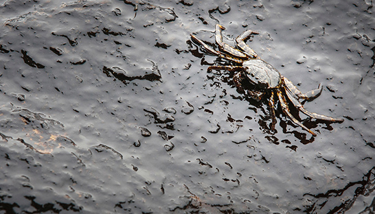 AI helpt olievervuiling in zeeën en binnenwateren sneller detecteren