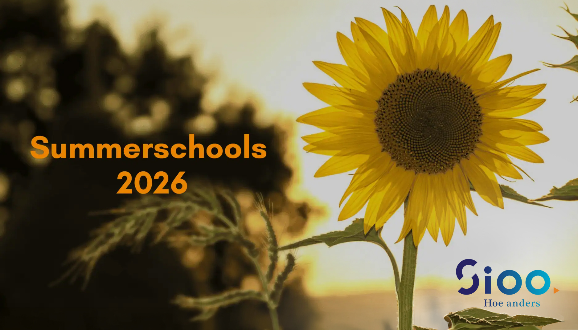 Sioo lanceert summerschools: Een week onderdompelen in een vakgebied