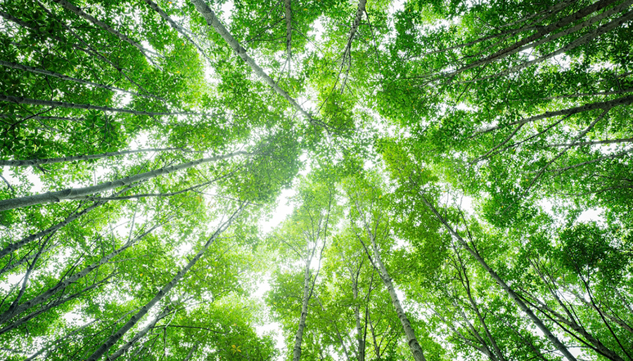 KPMG: ‘Organisaties maken onvoldoende gebruik van biodiversiteitsdata’