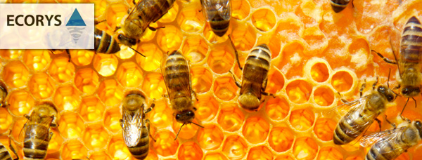 Ecorys - Stuifmeel in honing Ecorys - Stuifmeel in honing