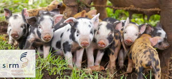 SiRM doneert 23 varkens aan Kameroenese gezinnen